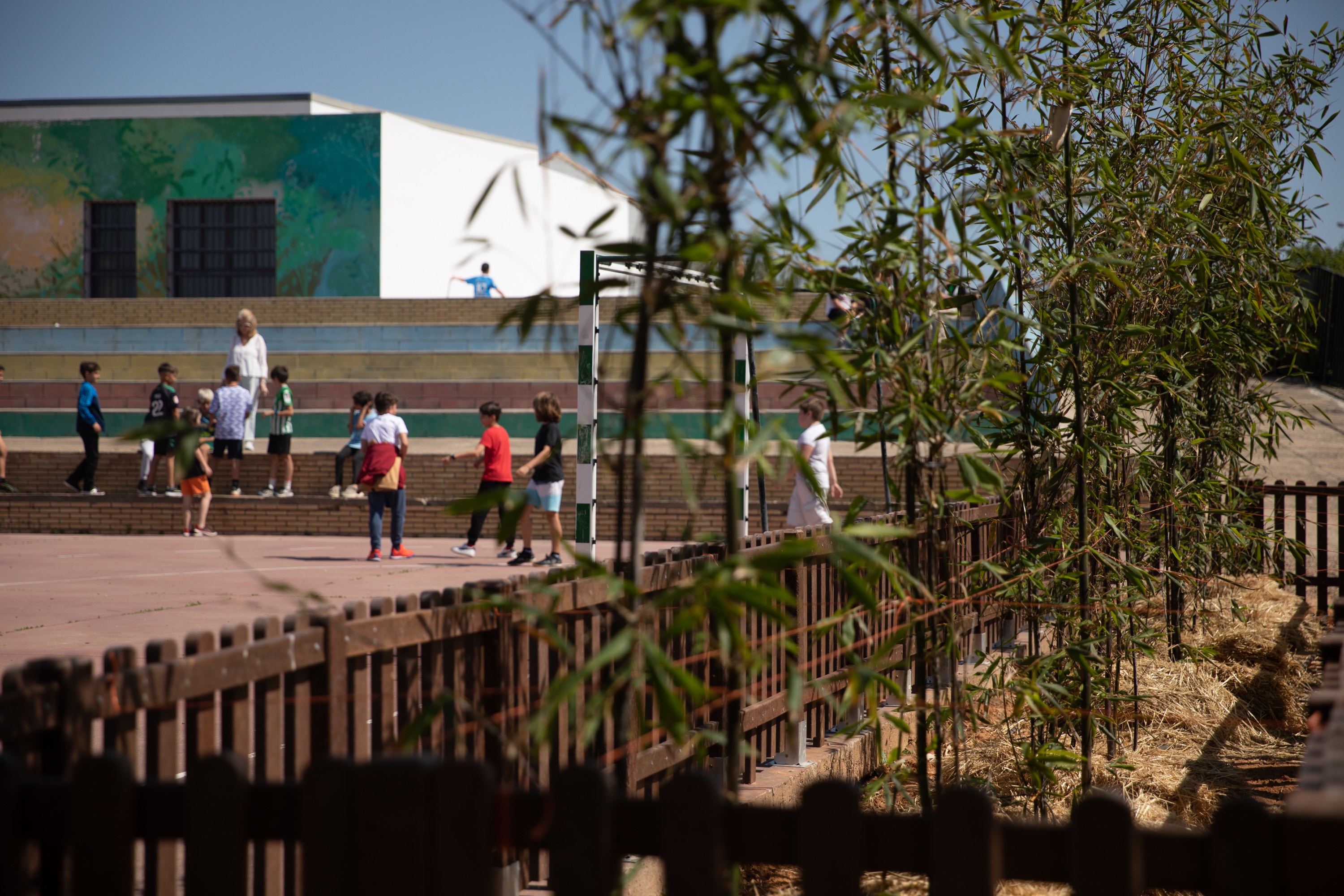 Sombra natural con bambú en los colegios de Mairena del Aljarafe